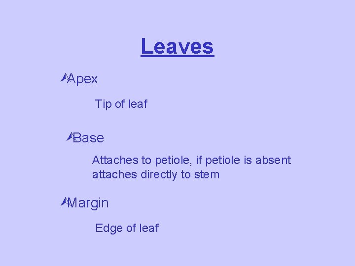 Leaves ÙApex Tip of leaf ÙBase Attaches to petiole, if petiole is absent attaches