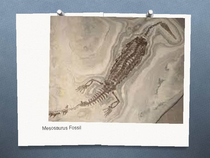 Mesosaurus Fossil 