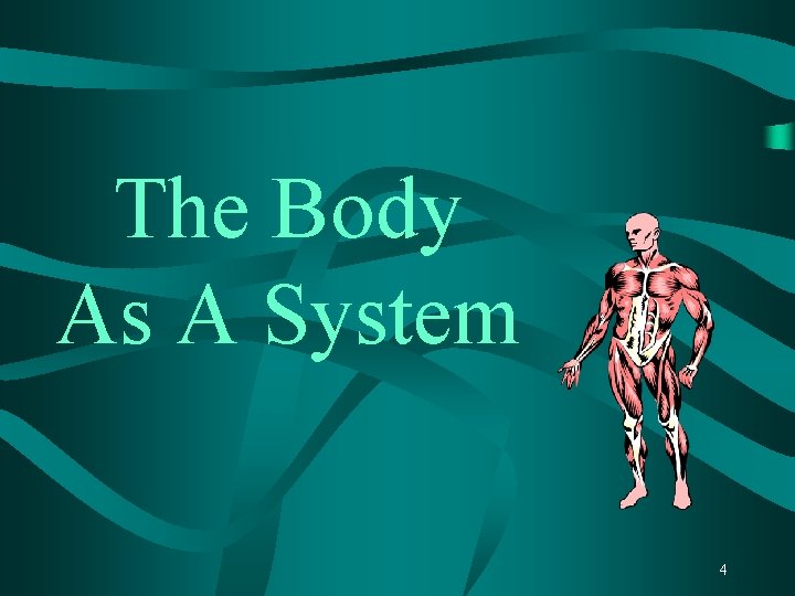 The Body As A System 4 
