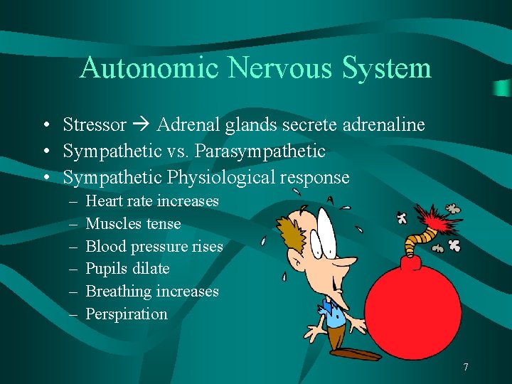 Autonomic Nervous System • Stressor Adrenal glands secrete adrenaline • Sympathetic vs. Parasympathetic •