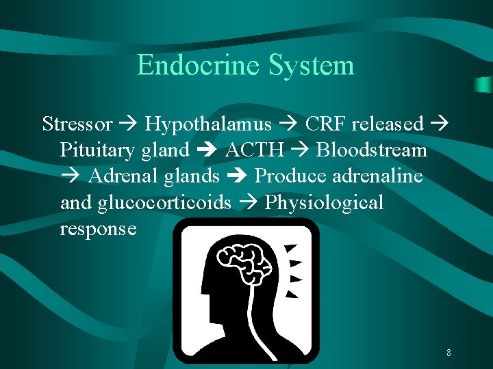 Endocrine System Stressor Hypothalamus CRF released Pituitary gland ACTH Bloodstream Adrenal glands Produce adrenaline
