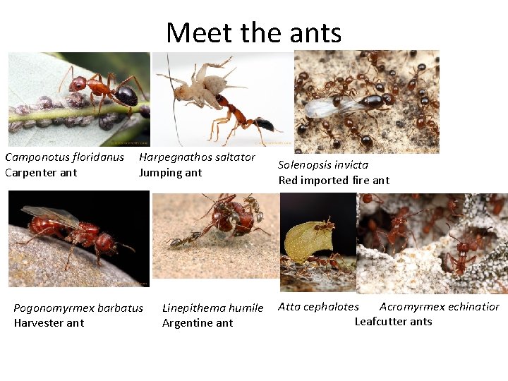 Meet the ants Camponotus floridanus Carpenter ant Harpegnathos saltator Jumping ant Pogonomyrmex barbatus Harvester