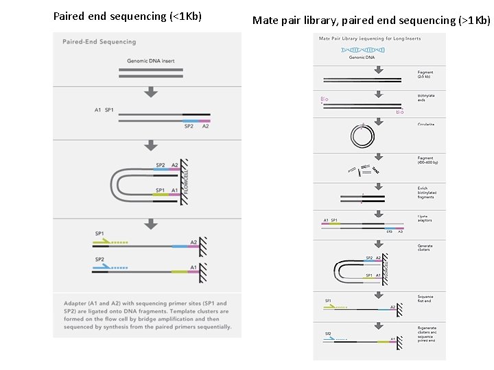 Paired end sequencing (<1 Kb) Mate pair library, paired end sequencing (>1 Kb) 