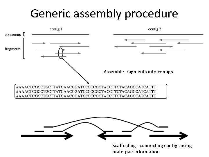 Generic assembly procedure Assemble fragments into contigs Scaffolding– connecting contigs using mate-pair information 