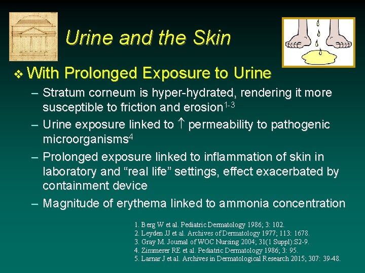 Urine and the Skin v With Prolonged Exposure to Urine – Stratum corneum is Urine and the Skin v With Prolonged Exposure to Urine – Stratum corneum is