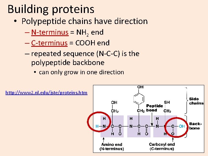 Building proteins • Polypeptide chains have direction – N-terminus = NH 2 end –
