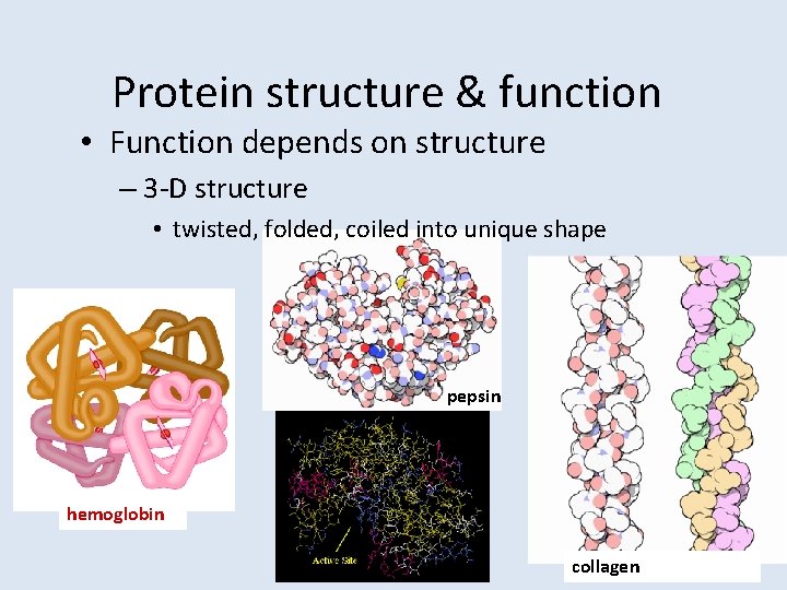 Protein structure & function • Function depends on structure – 3 -D structure •