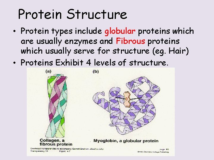 Protein Structure • Protein types include globular proteins which are usually enzymes and Fibrous