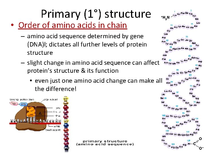 Primary (1°) structure • Order of amino acids in chain – amino acid sequence