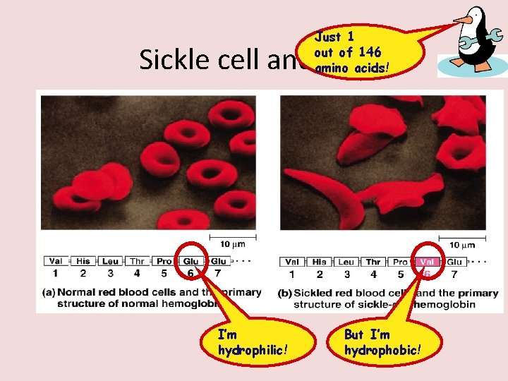 Just 1 out of 146 amino acids! Sickle cell anemia I’m hydrophilic! But I’m