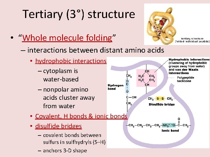 Tertiary (3°) structure • “Whole molecule folding” – interactions between distant amino acids •