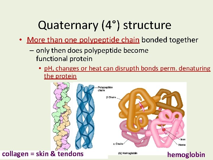 Quaternary (4°) structure • More than one polypeptide chain bonded together – only then