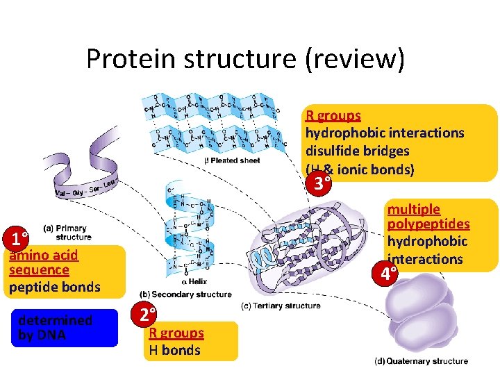 Protein structure (review) R groups hydrophobic interactions disulfide bridges (H & ionic bonds) 3°