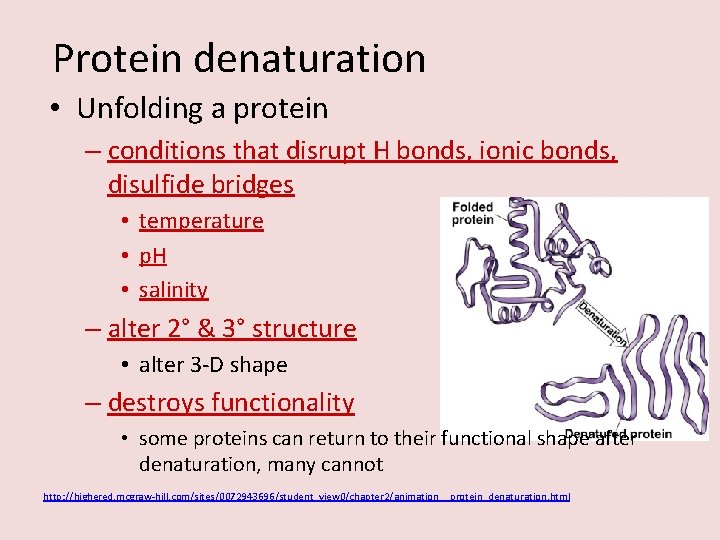 Protein denaturation • Unfolding a protein – conditions that disrupt H bonds, ionic bonds,