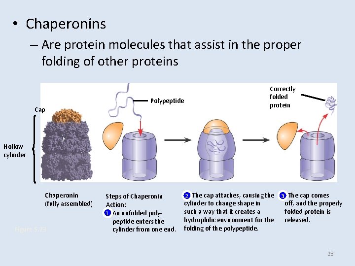  • Chaperonins – Are protein molecules that assist in the proper folding of