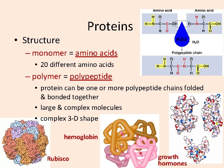 Proteins • Structure H 2 O – monomer = amino acids • 20 different