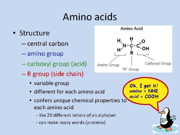 Amino acids • Structure – central carbon – amino group – carboxyl group (acid)
