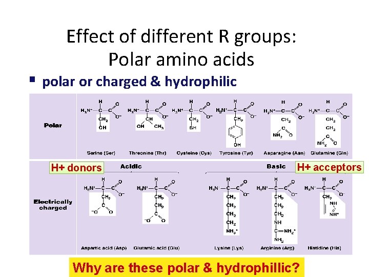 Effect of different R groups: Polar amino acids polar or charged & hydrophilic H+