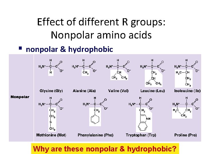 Effect of different R groups: Nonpolar amino acids nonpolar & hydrophobic Why are these