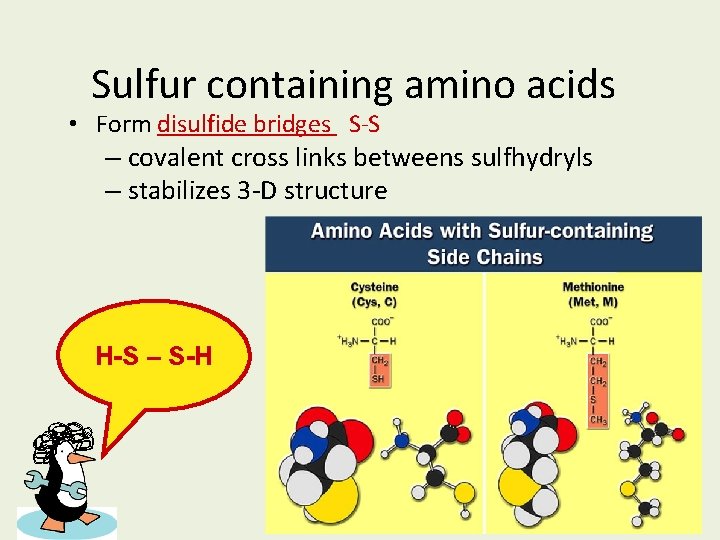 Sulfur containing amino acids • Form disulfide bridges S-S – covalent cross links betweens