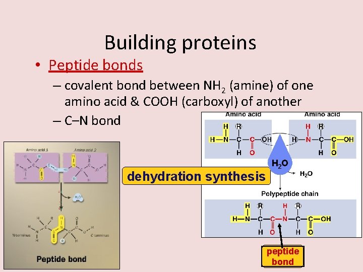 Building proteins • Peptide bonds – covalent bond between NH 2 (amine) of one