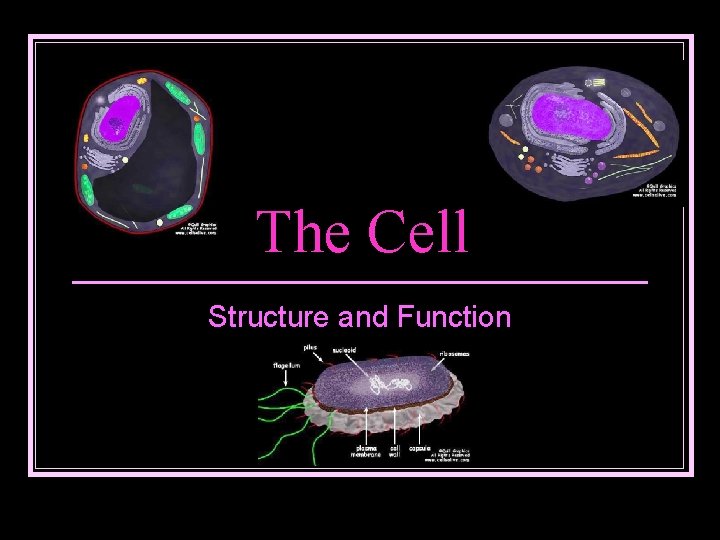 The Cell Structure and Function 
