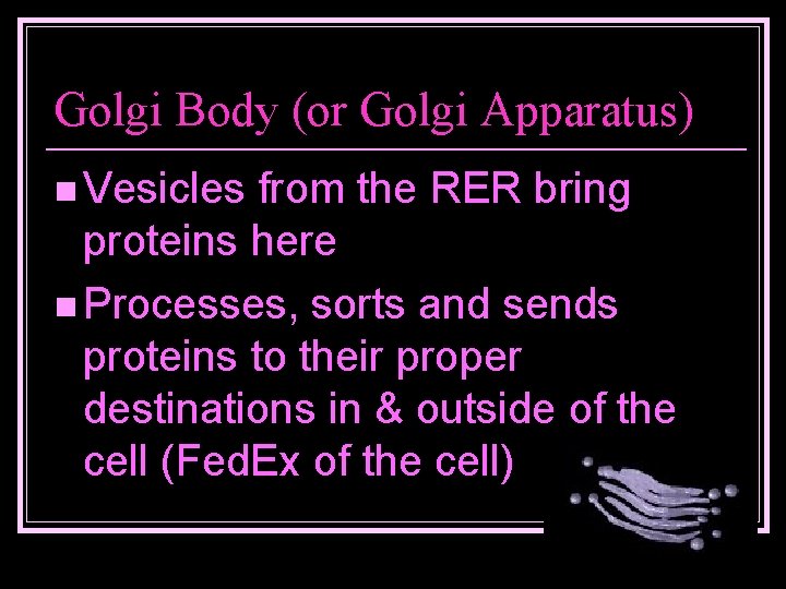 Golgi Body (or Golgi Apparatus) n Vesicles from the RER bring proteins here n