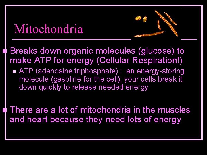 Mitochondria n Breaks down organic molecules (glucose) to make ATP for energy (Cellular Respiration!)