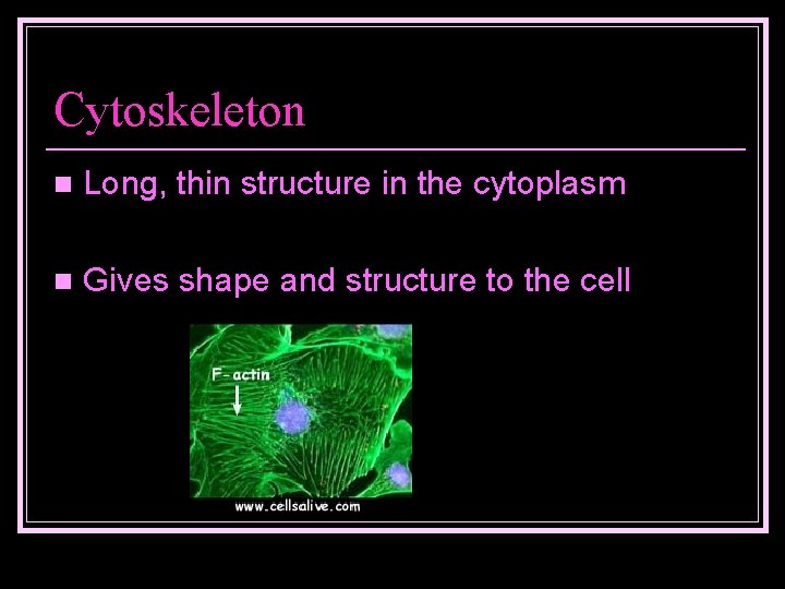 Cytoskeleton n Long, thin structure in the cytoplasm n Gives shape and structure to