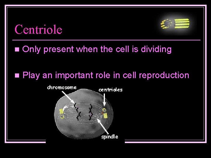 Centriole n Only present when the cell is dividing n Play an important role