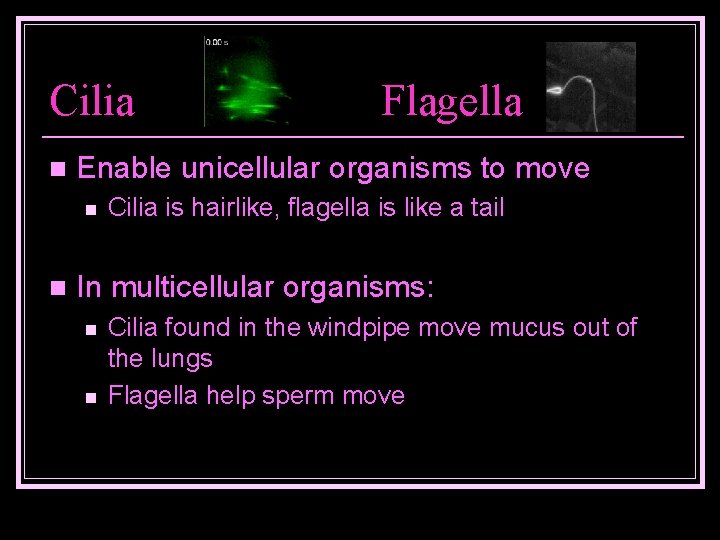 Cilia n Enable unicellular organisms to move n n Flagella Cilia is hairlike, flagella