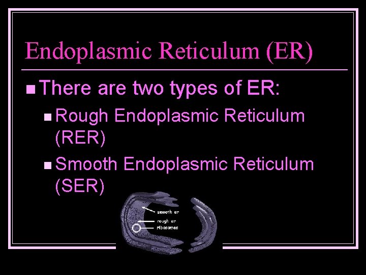 Endoplasmic Reticulum (ER) n There are two types of ER: n Rough Endoplasmic Reticulum