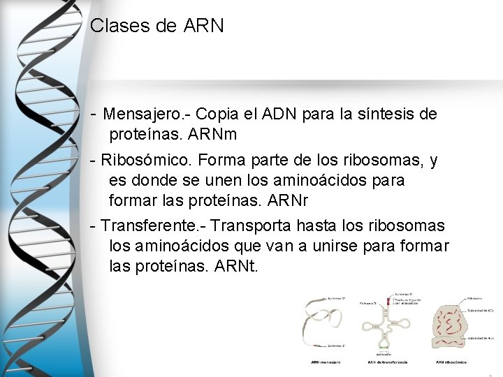 Clases de ARN - Mensajero. - Copia el ADN para la síntesis de proteínas.