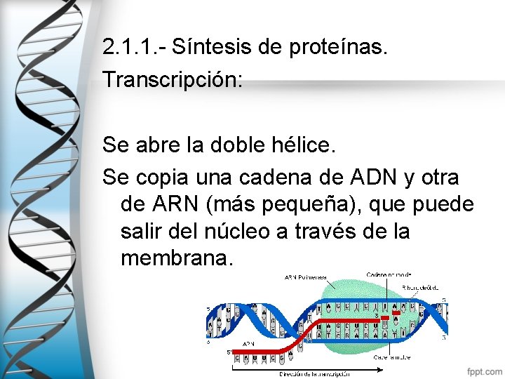 2. 1. 1. - Síntesis de proteínas. Transcripción: Se abre la doble hélice. Se