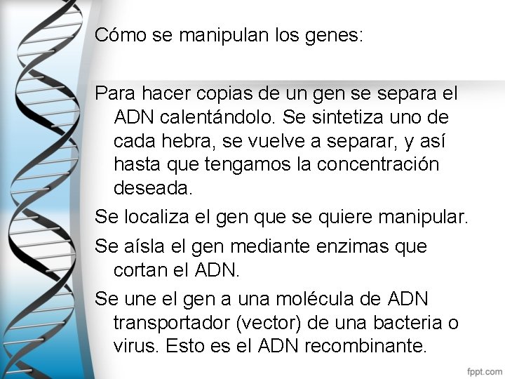 Cómo se manipulan los genes: Para hacer copias de un gen se separa el