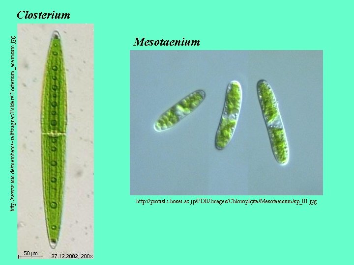 http: //www. isis. de/members/~ralfwagner/Bilder/Closterium_acerosum. jpg Closterium Mesotaenium http: //protist. i. hosei. ac. jp/PDB/Images/Chlorophyta/Mesotaenium/sp_01. jpg