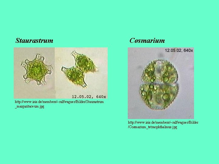 Staurastrum Cosmarium http: //www. isis. de/members/~ralfwagner/Bilder/Staurastrum _margaritaceum. jpg http: //www. isis. de/members/~ralfwagner/Bilder /Cosmarium_tetraophthalmus. jpg