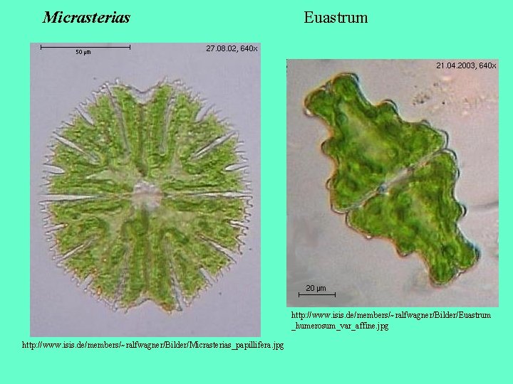 Micrasterias Euastrum http: //www. isis. de/members/~ralfwagner/Bilder/Euastrum _humerosum_var_affine. jpg http: //www. isis. de/members/~ralfwagner/Bilder/Micrasterias_papillifera. jpg 