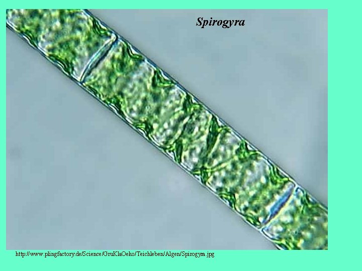 Spirogyra http: //www. plingfactory. de/Science/Gru. Kla. Oeko/Teichleben/Algen/Spirogyra. jpg 