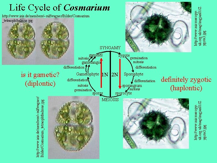 http: //www. microscopyuk. org. uk/mag/imgjan 01/Z ygote 3. jpg Life Cycle of Cosmarium http: