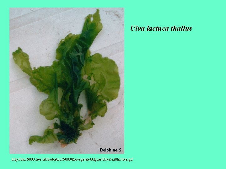 Ulva lactuca thallus http: //bio 59000. free. fr/Photosbio 59000/Biovegetale/Algues/Ulva%20 lactuca. gif 