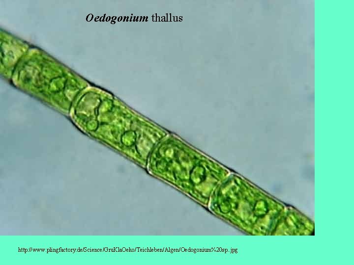 Oedogonium thallus http: //www. plingfactory. de/Science/Gru. Kla. Oeko/Teichleben/Algen/Oedogonium%20 sp. . jpg 