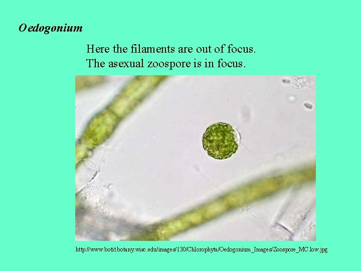 Oedogonium Here the filaments are out of focus. The asexual zoospore is in focus.