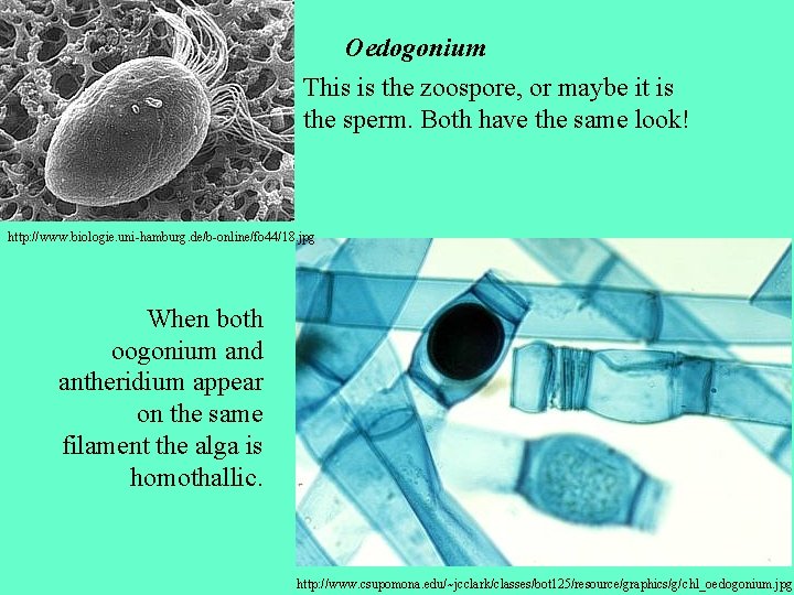 Oedogonium This is the zoospore, or maybe it is the sperm. Both have the