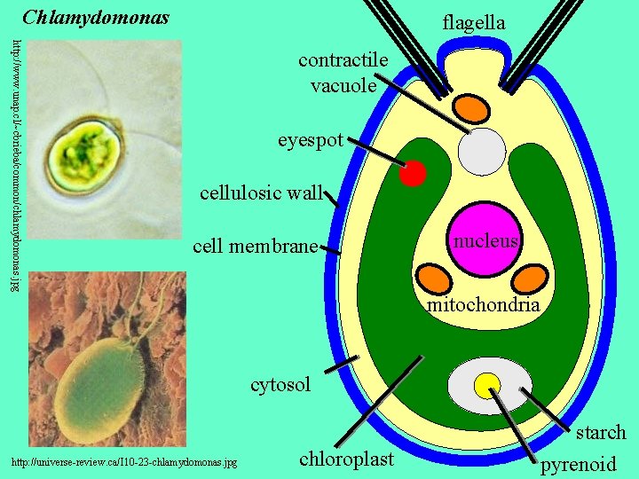 Chlamydomonas flagella http: //www. unap. cl/~cbrieba/common/chlamydomonas. jpg contractile vacuole eyespot cellulosic wall cell membrane