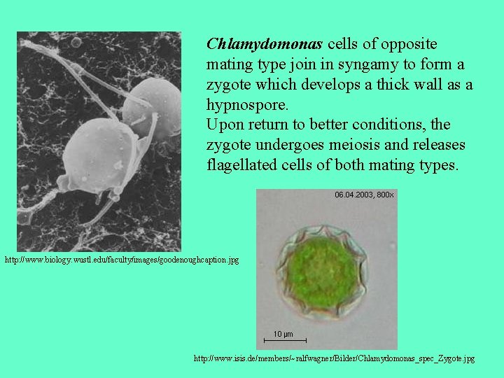 Chlamydomonas cells of opposite mating type join in syngamy to form a zygote which