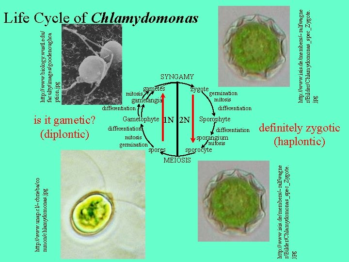 SYNGAMY mitosis gametes zygote gametangia differentiation is it gametic? (diplontic) http: //www. isis. de/members/~ralfwagne