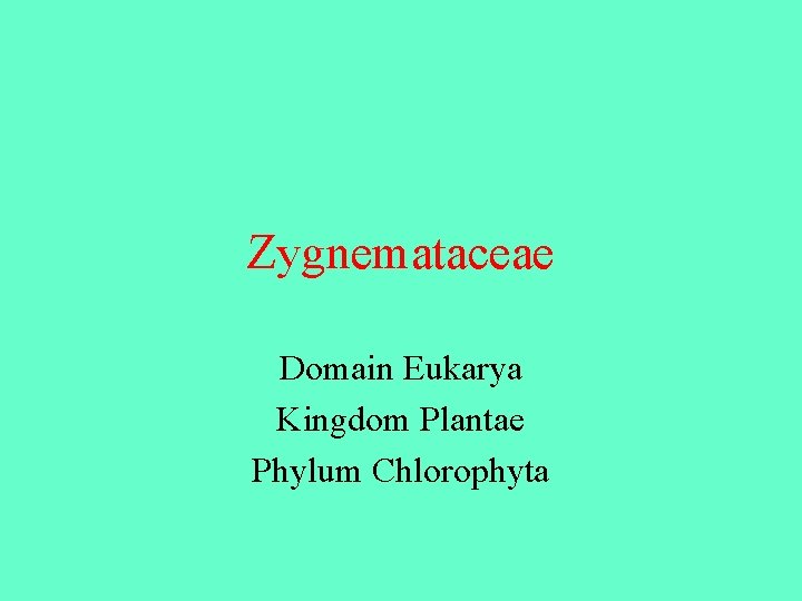 Zygnemataceae Domain Eukarya Kingdom Plantae Phylum Chlorophyta 