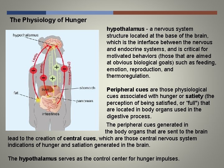The Physiology of Hunger hypothalamus - a nervous system structure located at the base