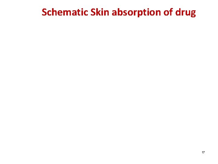 Schematic Skin absorption of drug 17 